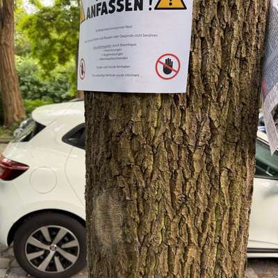 Giftköder-Eichenprozessionsspinner-Bild