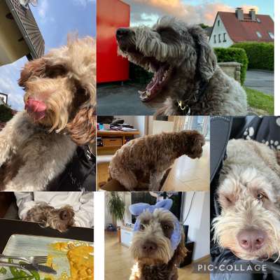 20. Collagen Challenge - "Lustige Schnappschüsse"-Beitrag-Bild