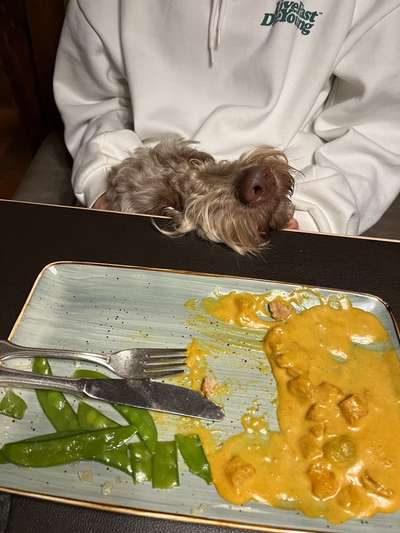 31. Handy - Fotochallenge
Vierbeiner mit am Tisch-Beitrag-Bild