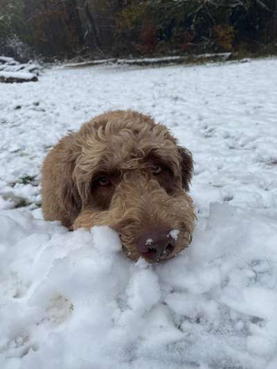 Dogorama Photo Challenge - Winterstimmung-Beitrag-Bild