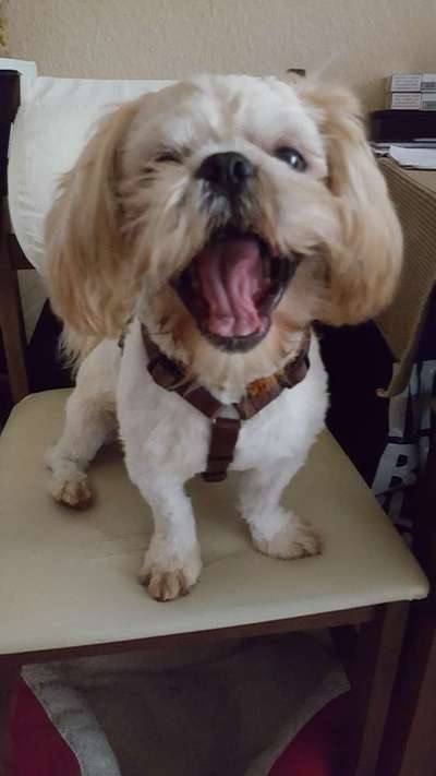 Zeigt mir die tollste Nahaufnahme von eurer Fellnase-Beitrag-Bild