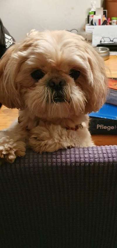 Shih Tzu von Jung bis Senioren-Beitrag-Bild