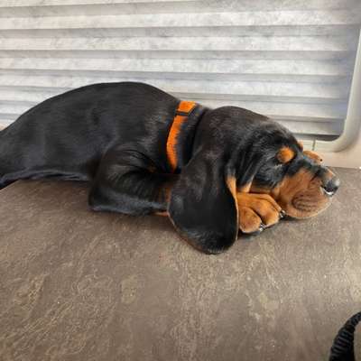 Hundetreffen-Spaß und spiel ☺️