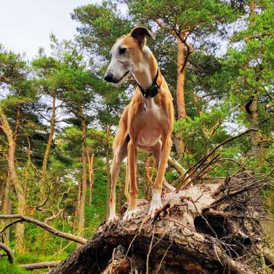 Hund aus dem Spanischen Tierschutz-Beitrag-Bild