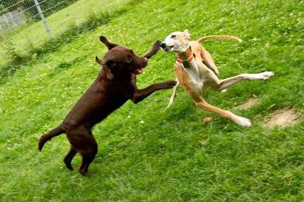 FOTO CHALLENGE 77 - Dein Hund im Spiel-Beitrag-Bild