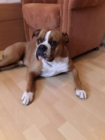 Reinrassige Hunde?-Beitrag-Bild