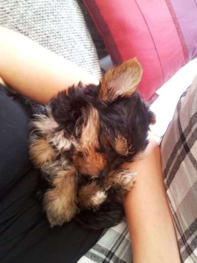 Welpen Bilder !-Beitrag-Bild