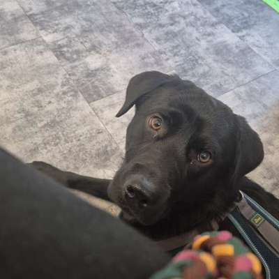 Hundetreffen-Suche Mantrailing Partner-Bild
