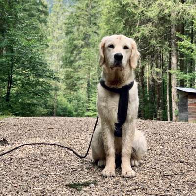 Hundetreffen-Spieltreffen in Münster-Bild