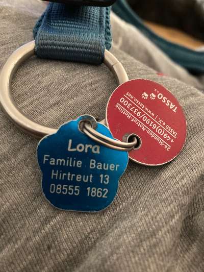 Hundemarke - verschiedene Halsbänder-Beitrag-Bild