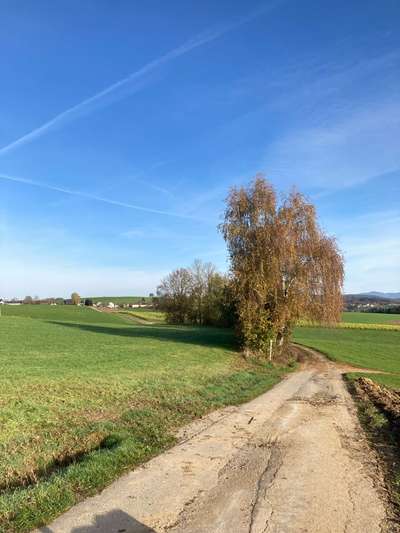 Hundeauslaufgebiet-Feldweg für Angsthunde-Bild