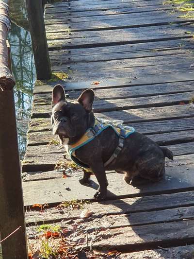 Französische Bulldoggen-Beitrag-Bild