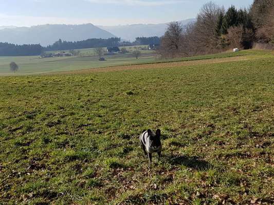 Hundeauslaufgebiet-Dentenberg-Bild