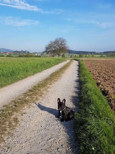 Hundeauslaufgebiet-Vielbringen bei Worb-Bild