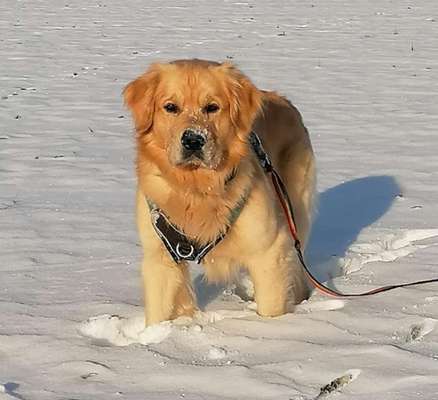 Golden Retriever-Beitrag-Bild