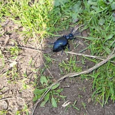 Giftköder-Ölkäfer am Galgenberg-Bild