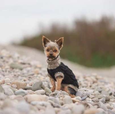 Die Dogorama Kalender Challenge Titelbild-Beitrag-Bild