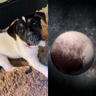 Wie heißt dein Hund?-Beitrag-Bild