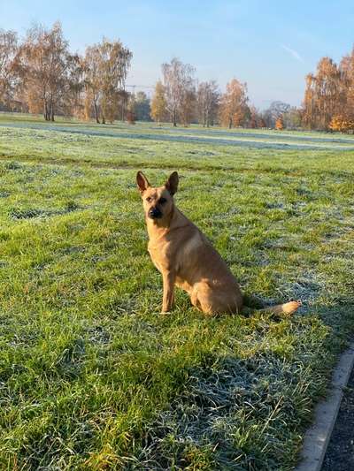 Hundetreffen-Lassen wir die Hunde zocken!!-Bild