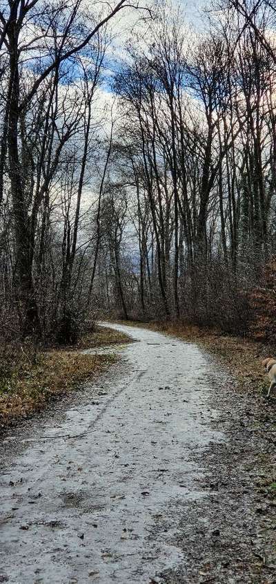 Hundeauslaufgebiet-Berglwald-Bild