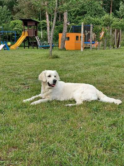 Wo sind die Golden Retriever Liebhaber?-Beitrag-Bild