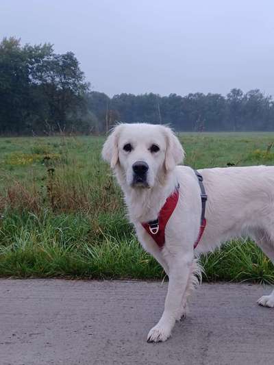 Wo sind die Golden Retriever Liebhaber?-Beitrag-Bild