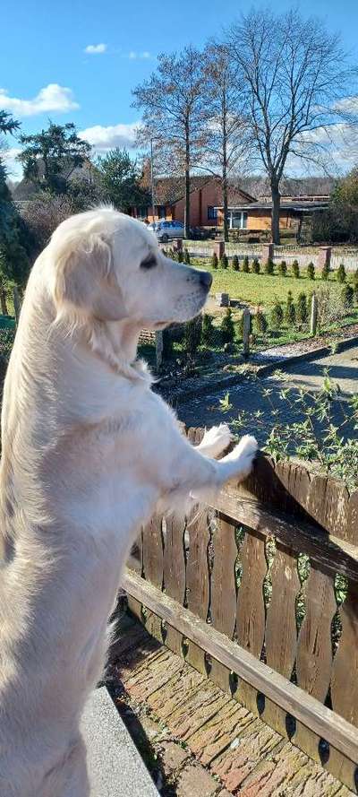 Wo sind die Golden Retriever Liebhaber?-Beitrag-Bild