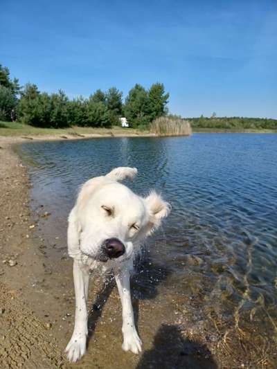 Wo sind die Golden Retriever Liebhaber?-Beitrag-Bild