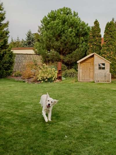 Wo sind die Golden Retriever Liebhaber?-Beitrag-Bild