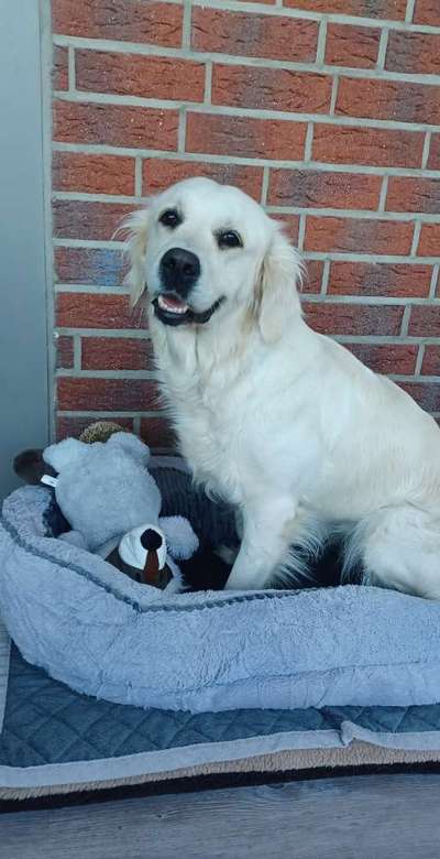 Wo sind die Golden Retriever Liebhaber?-Beitrag-Bild