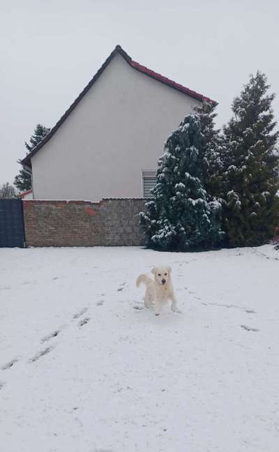 Wo sind die Golden Retriever Liebhaber?-Beitrag-Bild