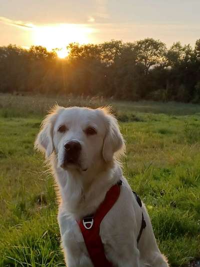 Wo sind die Golden Retriever Liebhaber?-Beitrag-Bild