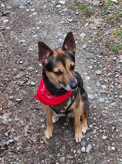 Mischlinge raten - Rätselspaß-Beitrag-Bild