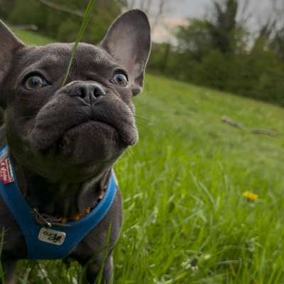 Hundetreffen-Playdate/ gemeinsames gassi gehen-Bild