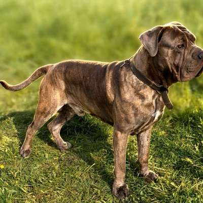 Hundetreffen-Playdate-Bild