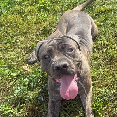 Hundetreffen-Gassirunden-Bild