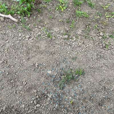 Giftköder-Vermutlich Schneckenkorn-Bild