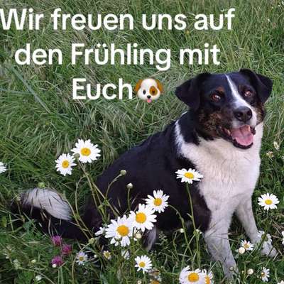 Hundeschulen-BiancasHundecoaching.ch-Bild