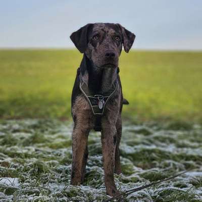 Hundetreffen-gemeinsamer Spaziergang-Bild