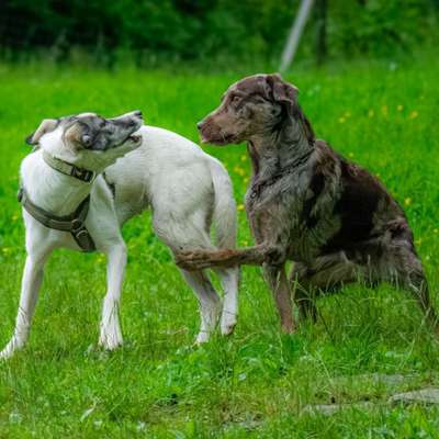 Hundetreffen-gemeinsamer Spaziergang-Bild
