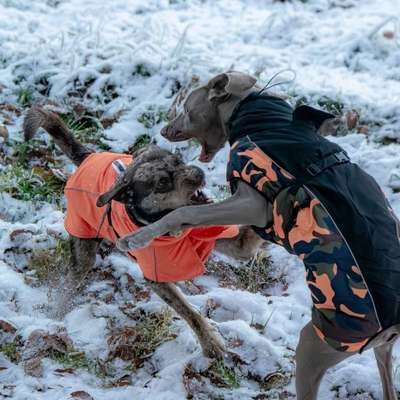 Hundetreffen-gemeinsamer Spaziergang-Bild