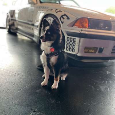 aktuelles Foto Gruppe Australian Shepherd