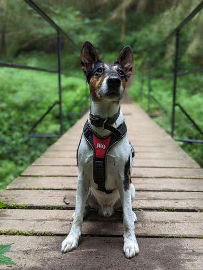 Foxterrier-Beitrag-Bild