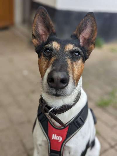 Foxterrier Gang-Beitrag-Bild