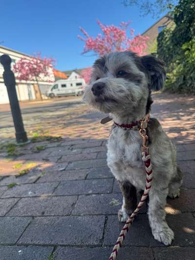 Hundetreffen-Kennenlernspaziergang :)-Bild