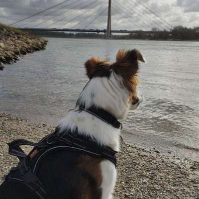 Hundetreffen-Spiele-Treffen am Rhein-Bild