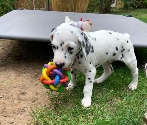 Dogorama Photo Challenge - Apportieren-Beitrag-Bild