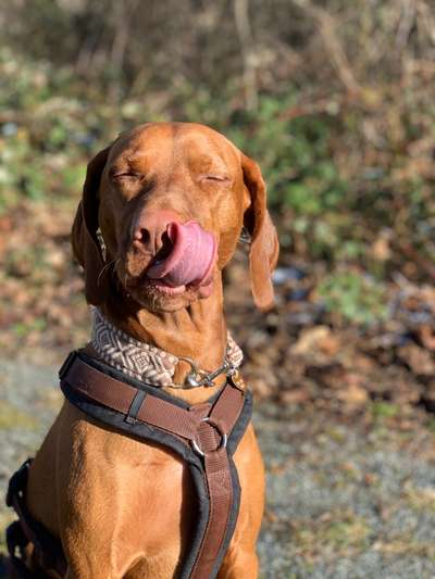 Tongue Out Tuesday-Beitrag-Bild