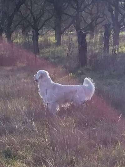 Wo sind die Golden Retriever Liebhaber?-Beitrag-Bild