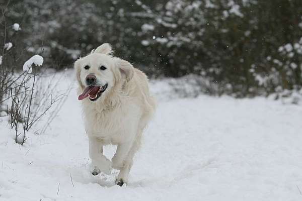 Dogorama Photo Challenge - Winterstimmung-Beitrag-Bild